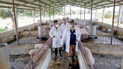 El Proyecto Porcino tiene el objetivo de producir cerdos de excelente calidad genética para ser distribuidos a los productores a nivel nacional, quienes son capacitados en aspectos de manejo, reproducción, administración y salud animal. Cortesía de UCI-SAG