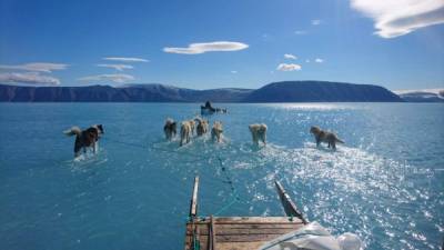 La foto del científico Steffen M. Olsen muestra a varios perros tirando de un trineo al noroeste de Groenlandia, sobre el hielo derretido./Twitter.