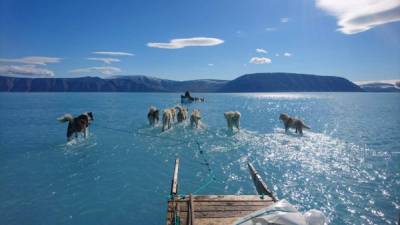 La foto del científico Steffen M. Olsen muestra a varios perros tirando de un trineo al noroeste de Groenlandia, sobre el hielo derretido./Twitter.