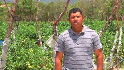 Juan Carlos Urquía es uno de los 700 productores hondureños que forman parte de la cadena de valor de la multinacional Walmart en Honduras