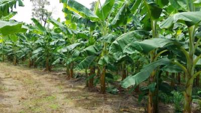 Esta plantación fue sembrada con asistencia del programa.