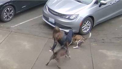 Foto referencial del ataque de dos perros pitbull a una mujer.