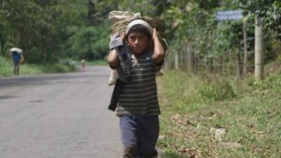 Niño trabajando en los campos de café en México.