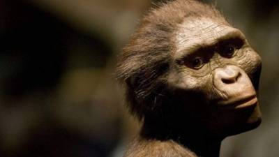 La especie de Lucy pasaba al menos una parte de su vida en árboles.