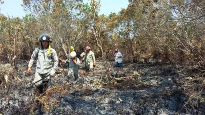 El fuego fue un desastre ambiental sin precedentes en el parque. Foto: LA PRENSA