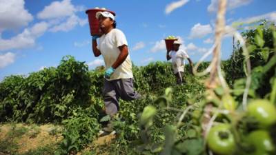 Dos productores cosechan tomates en una plantación nicaragüense. Pese al dinamismo que presentó esta economía centroamericana, el FMI recortó sus proyecciones para 2015.