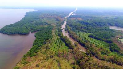Dos franjas de tierra, en las riberas del río San Alejo, cerca de la laguna Los Micos, están cultivadas de palma aceitera.