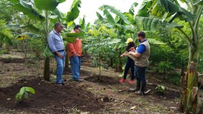 Técnicos de la Fhia hacen visitas de campo en plantaciones de plátano.