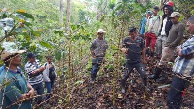 Productores de Olancho afectados.