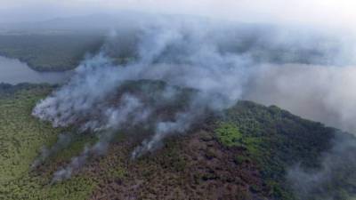 El incendio duró cinco días en el Parque Nacional Jeanette Kawas, entre finales de marzo e inicios de abril.