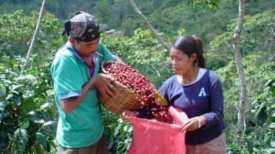 El café especial se cultiva en terrenos que están a 1,500 metros sobre el nivel del mar.