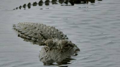 La población de caimanes de Florida se mantiene en 1,3 millones de animales.