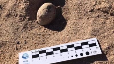 Los paleontólogos argentinos hallaron un total de 160 huevos fósiles de aves prehistóricas.