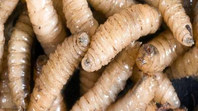 Fotografía referencial del gusano barrenador.
