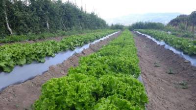 El corredor seco está produciendo 25 millones de libras de vegetales y frutas a la semana, según la Secretaría de Agricultura y Ganadería. Foto: SAG