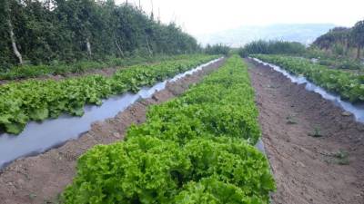 El corredor seco está produciendo 25 millones de libras de vegetales y frutas a la semana, según la Secretaría de Agricultura y Ganadería. Foto: SAG