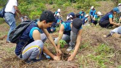 Cientos de jóvenes en Honduras han trabajado en reforestar algunos bosques en los últimos meses.