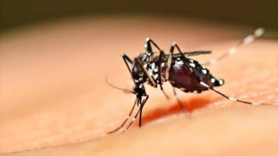El cuadro de enfermedades es transmitido por el zancudo Aedes Aegypti.