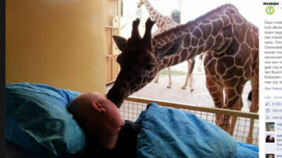El momento fotográfico en que una girafa se despide de su cuidador, quien padece de cáncer terminal se vuelve viral en las redes sociales.