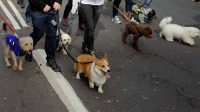 Políticos y activistas marcharon en compañía de sus perros en contra del Brexit.Foto.AFP