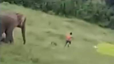 El animal se alejó de su manada y embistió al menor que los observaba.