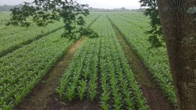 Las proyecciones para este año son de obtener cosechas récord de granos como maíz y frijol.