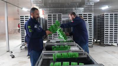 Honduras está en emergencia sanitaria debido a la propagación del gusano barrenedor que afecta el ganado. Desde que se declaró la emergencia se disponen de 49 cámaras de dispersión terrestre, corrales de inspección en zonas fronterizas y siete puestos de control.