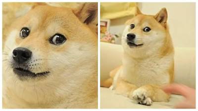 La aventura digital de Kabosu comenzó en 2010, cuando su dueña publicó en su blog una foto de la perrita de pelo beige, acostada en un sofá, con una expresión de sorpresa y las patas cruzadas.