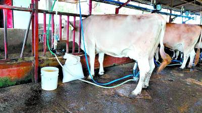 El litoral atlántico, la zona norte, Olancho, El Paraíso, Choluteca y Francisco Morazán son las regiones más ganaderas y productoras de leche en el territorio hondureño.