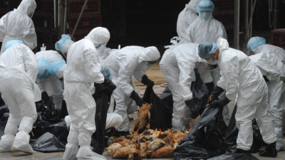 China ha detectado varios casos de gripe aviar en humanos en los últimos meses.