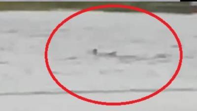 Terrorífico: Tiburón es captado en las calles de Florida