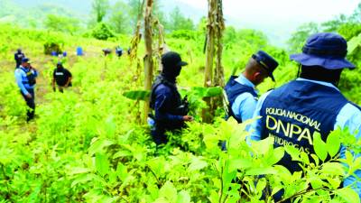 Decomiso de plantaciones de hoja de coca en Santa Bárbara.