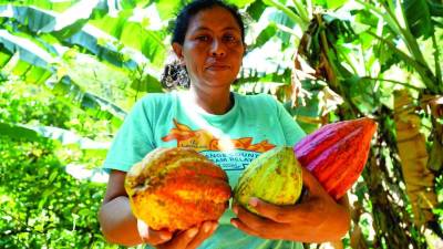 Mujer hondureña sostiene tres frutos de cacao | Fotografía de archivo