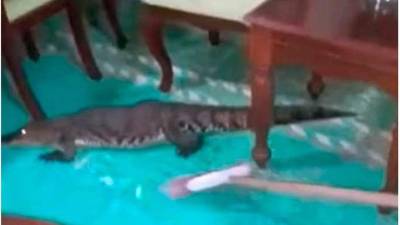 Video: Mujer saca a escobazos a cocodrilo que se paseaba por la sala de su casa