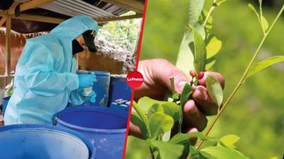 Cultivos y procesos para elaborar cocaína se hacen en Olancho.