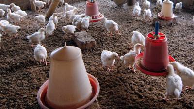 Miles de aves han sido sacrificadas tras detectarse brotes de gripe aviar en varios países de la región.