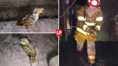 Un lorito se salvó de morir quemado en un medio de un pavoroso incendio que consumió casi por completo una vivienda en La Entrada, Copán.