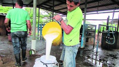 Ganadero vierte la leche que extrajo de una vaca para venderla.