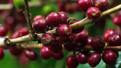Los ingresos por las exportaciones de café subieron 40,1 % en los primeros ocho meses de la cosecha 2021-2022, pero el volumen disminuyó 13 %.