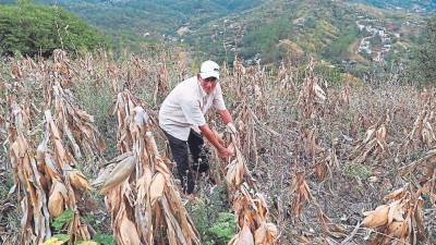 Para los que siembran maíz y frijol para su subsistencia, en especial del corredor seco.