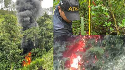 Una plantación de hoja de coca fue destruida este martes por miembros de las Fuerzas Armadas en Tocoa, Colón.