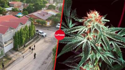 En la Operación Zamora se ejecutaron 18 allanamientos, 7 inspecciones, 105 aseguramientos de bienes, sociedades mercantiles, vehículos y el cumplimiento de órdenes de captura contra red de producción y tráfico de drogas.