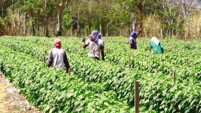Productores cortan chile jalapeño en una finca de Comayagua.