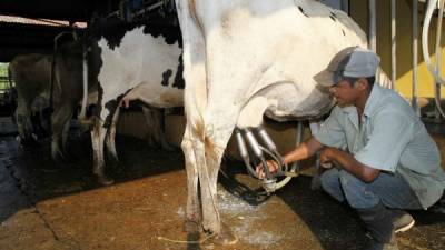 Un obrero trabaja en la extracción de leche en cabezas de ganado de una finca en Catacamas, Olancho.