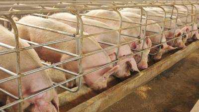 El cerdo y los embutidos han sido una fuente de proteína de bajo precio.