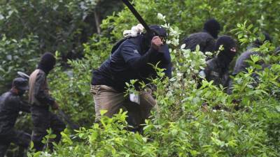 Miembros de la Agencia Técnica de Investigación Criminal (ATIC) y miembros de la Dirección de Lucha contra el Narcotráfico destruyen al menos 30 hectáreas de hojas de coca en las montañas de Bonito Oriental, Honduras.