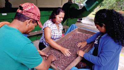 Iniciativa para apoyar a pequeños cacaoteros del litoral.