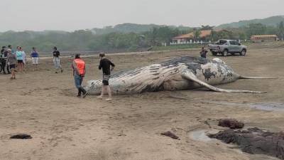 Una ballena fue encontrada muerta en las playas de El Viejo, Chinandega.