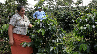 Isabel y Wilfredo rehabilitaron sus cultivos de café catahuí, una variedad vulnerable a la roya, pero de excelente calidad.