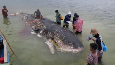 Momento en el que el grupo de pescadores encuentran la ballena muerta.
